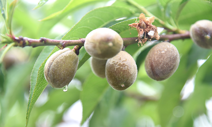 �P�{�̎}�ɂ������̎����Ȃ�B�{�����W�������邽�߂ɁA���W�����Ƃ���͊Ԉ��������B